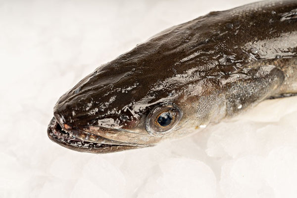 Galician Hake from the Rías Baixas