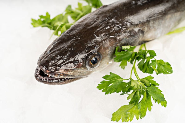 Galician Hake from the Rías Baixas