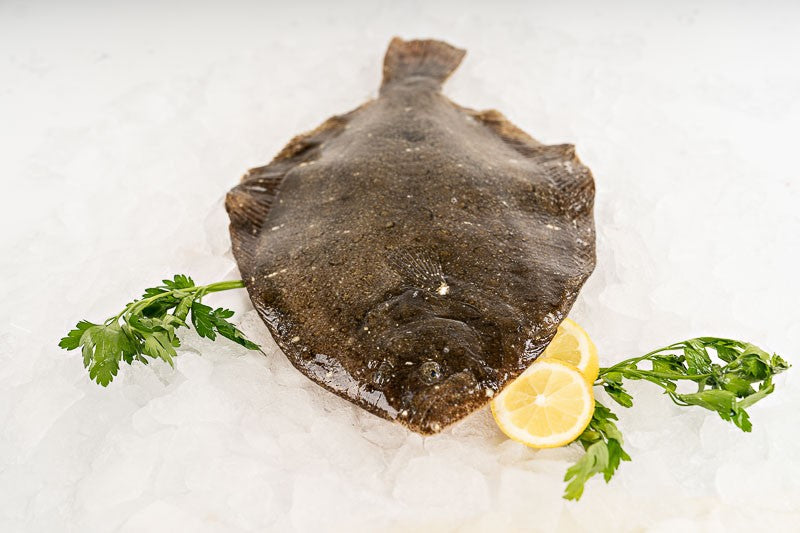 Galician Remol (Coruxo)