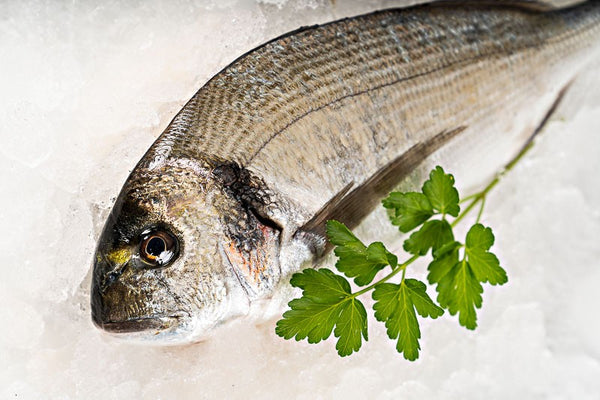 Dorada Gallega