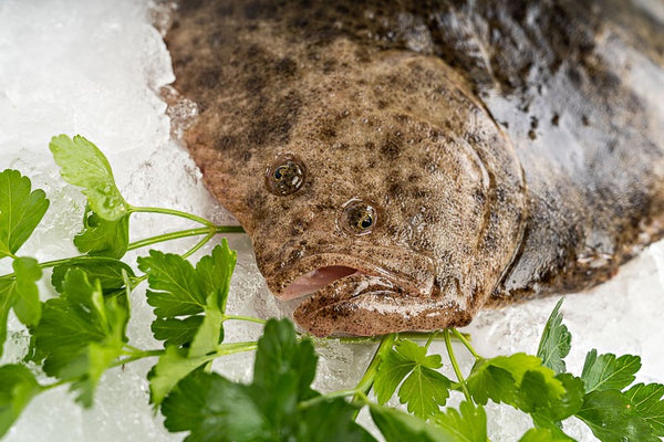Wild Galician Turbot