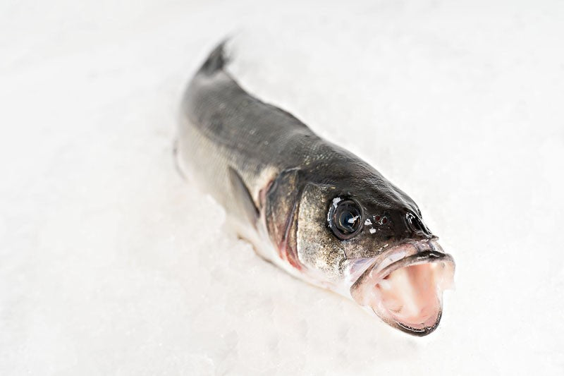 Galician wild sea bass