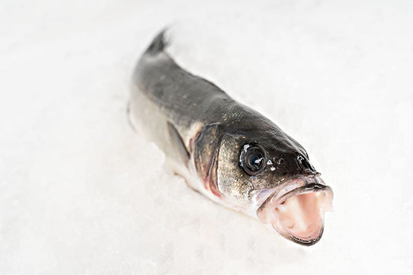 Galician wild sea bass