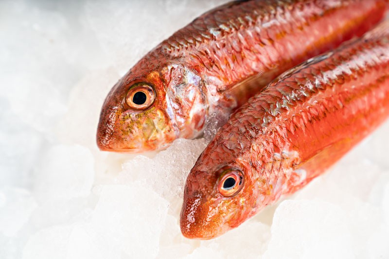 Galician Red Mullet