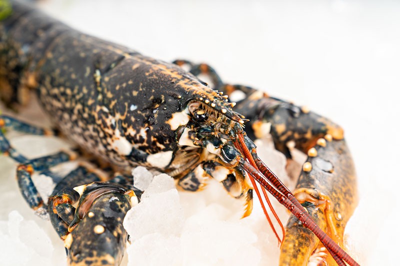 Bogavante azul gallego de la Ría