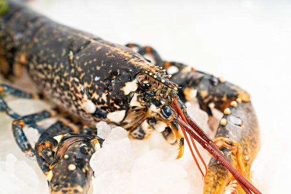 Bogavante azul gallego de la Ría