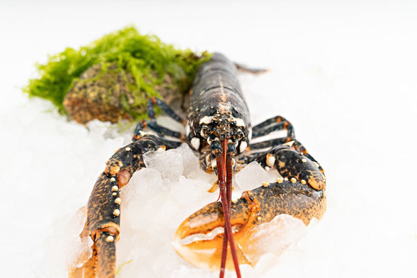 Bogavante azul gallego de la Ría