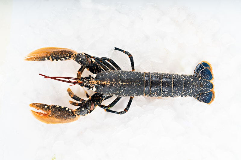 Bogavante azul gallego de la Ría