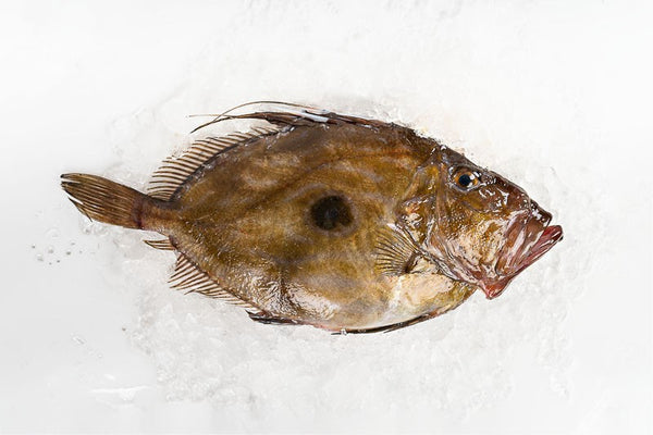 Galician San Pedro Fish (San Martiño)
