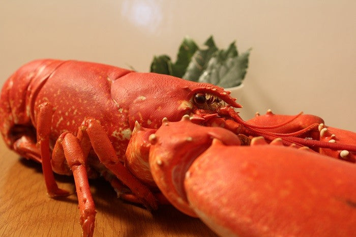 Bogavante azul