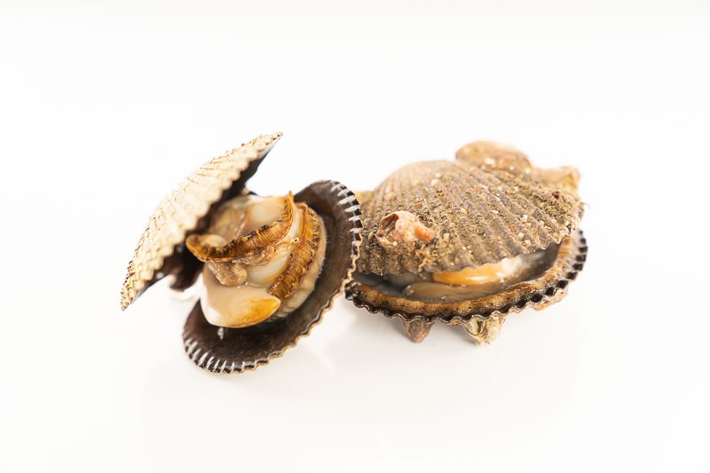 Black Galician Scallop
