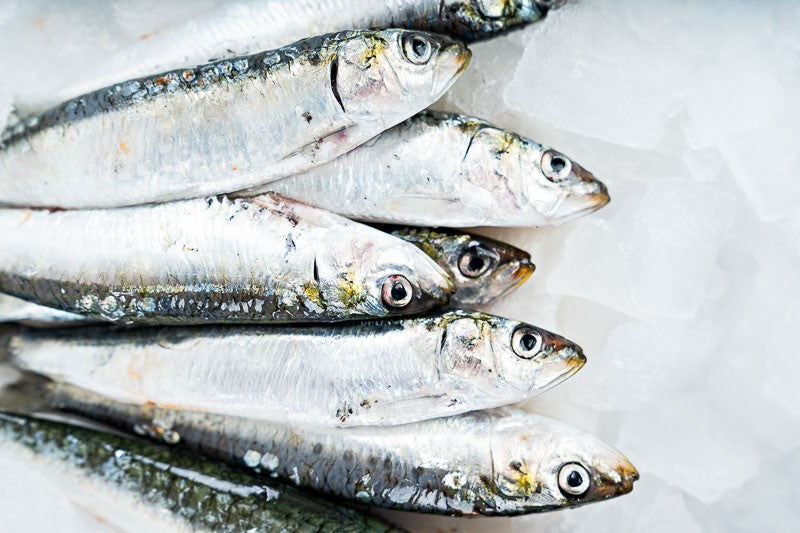 Xouba (Small Galician Sardine)