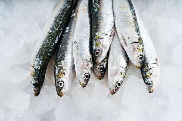 Xouba (Small Galician Sardine)