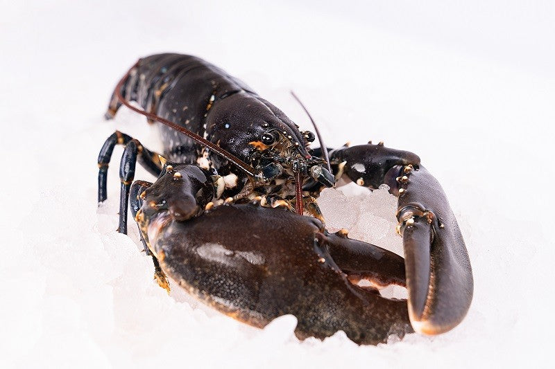 Bogavante azul
