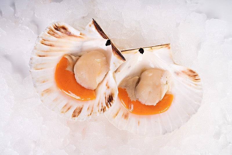 Scallop