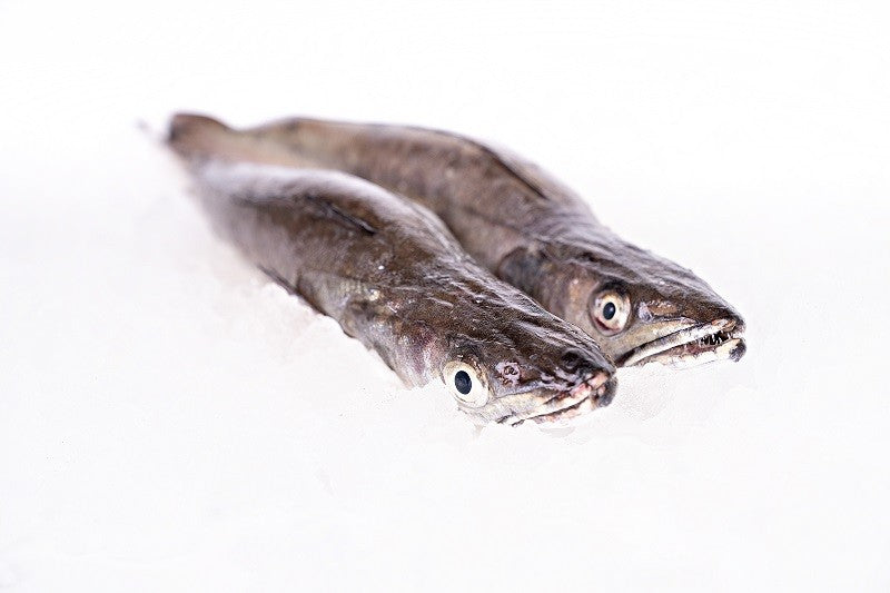 Galician Hake