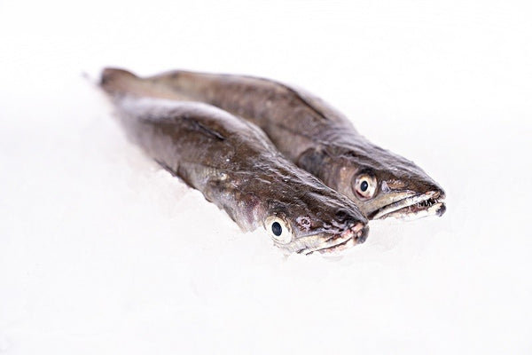 Galician Hake
