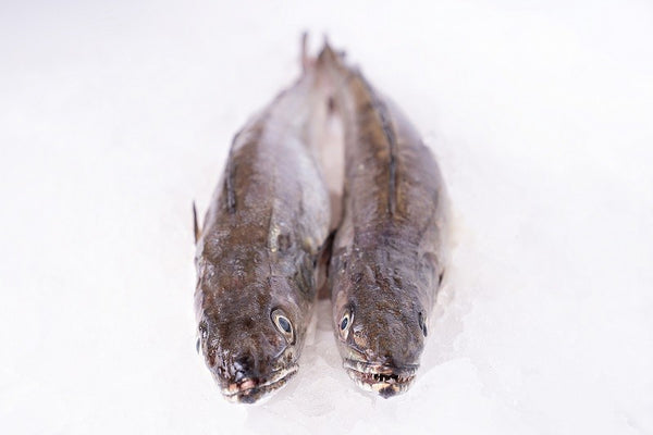Galician Hake
