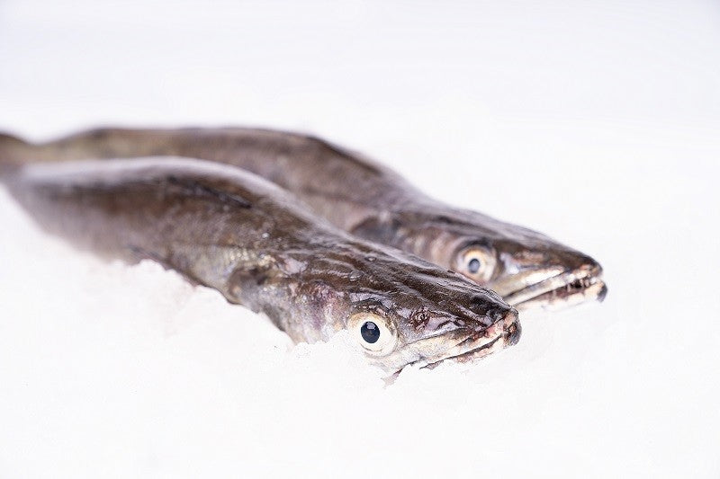 Galician Hake