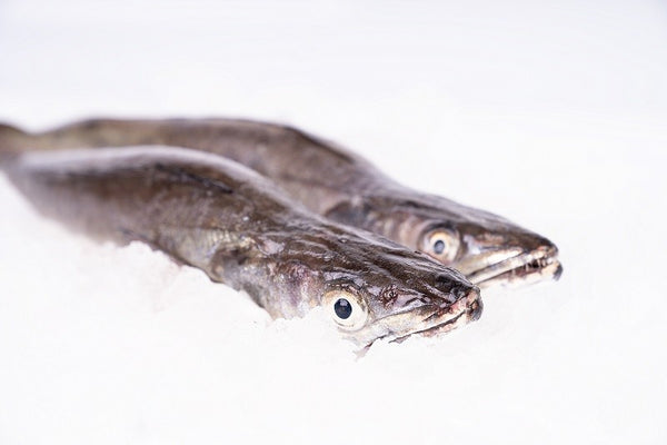 Galician Hake