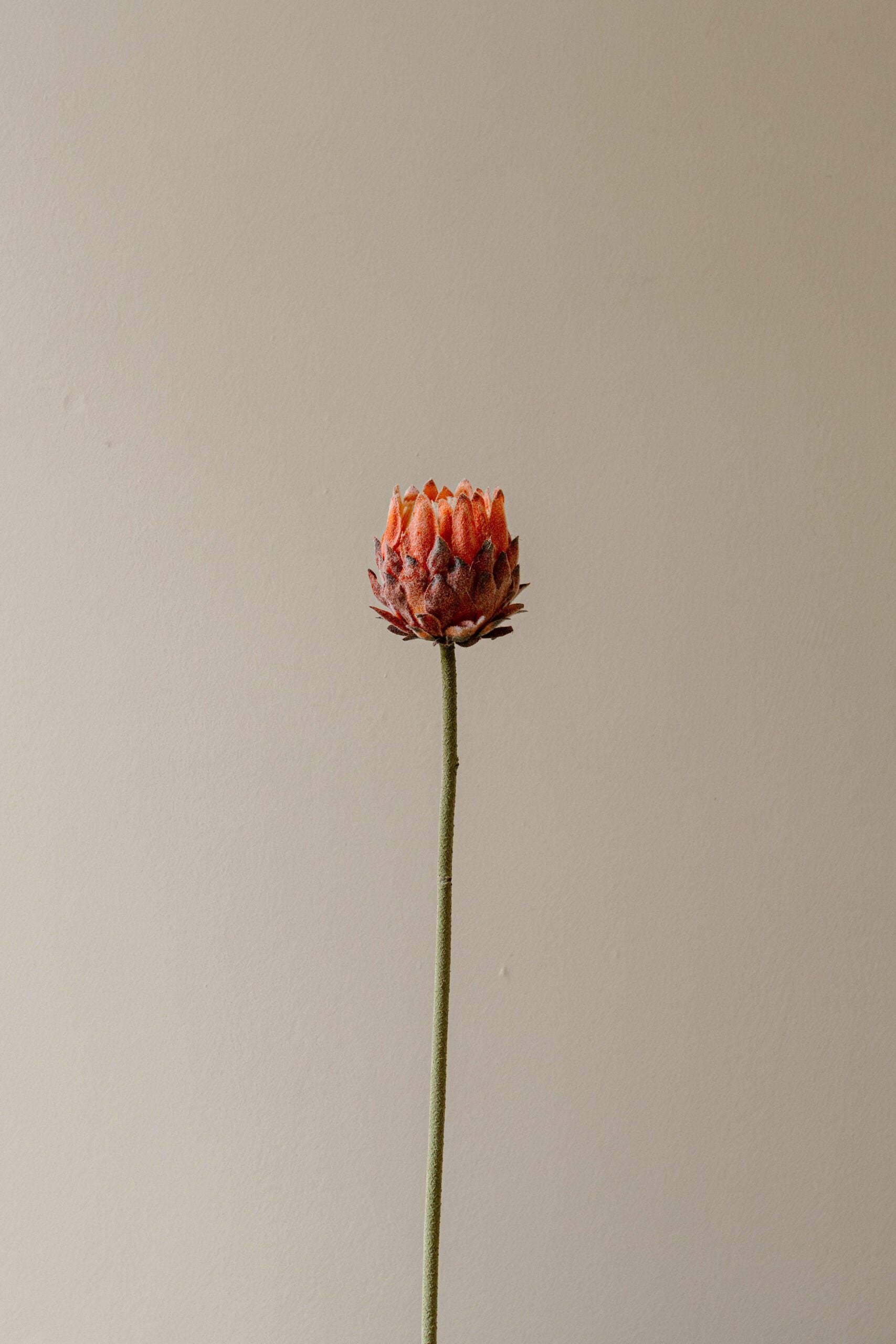 Indore Silva - Protea - Pink - artificial branch - silk