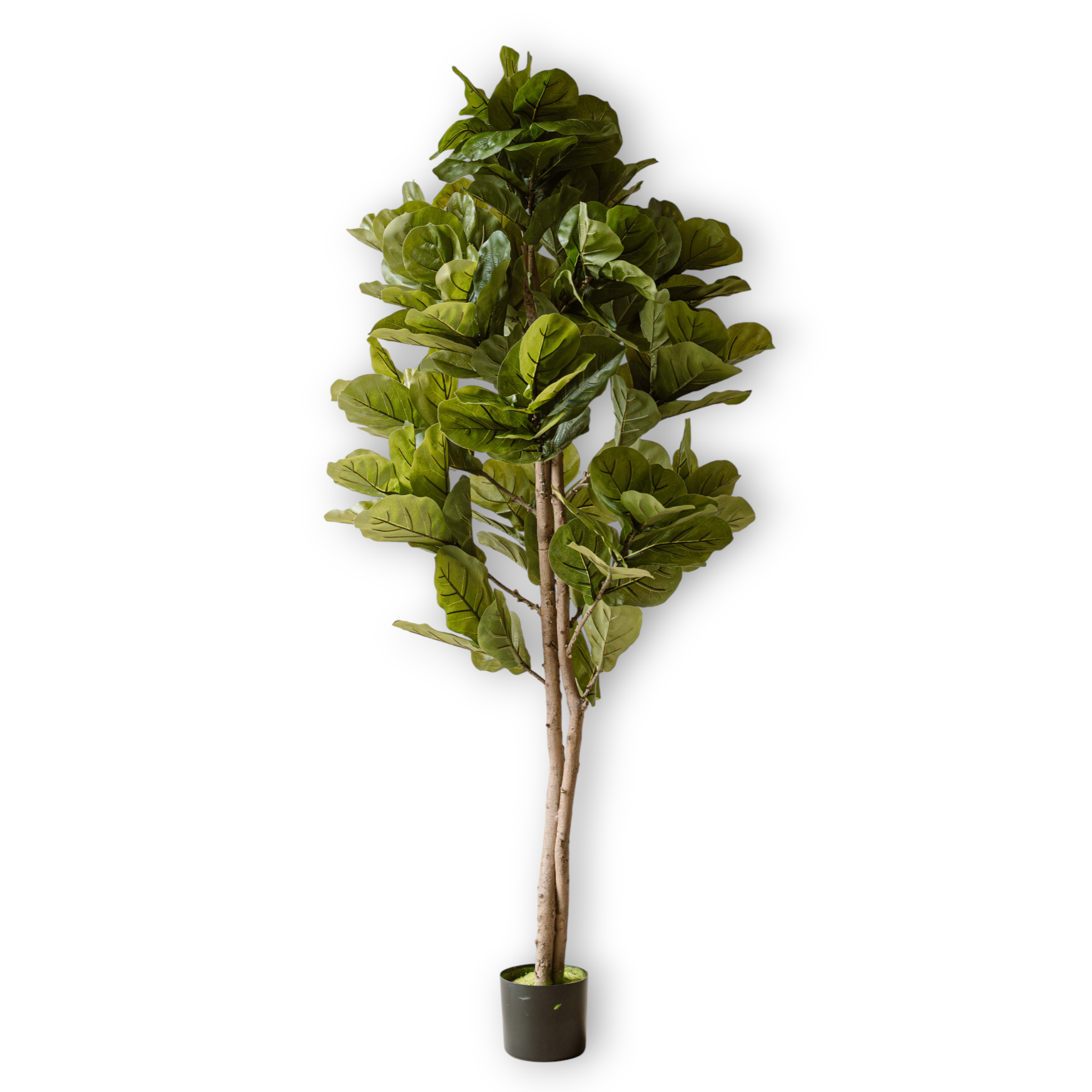 Artificial Plant Fig 150 cm (Ficus) - Realistic Large Artificial Plant - Indore Home