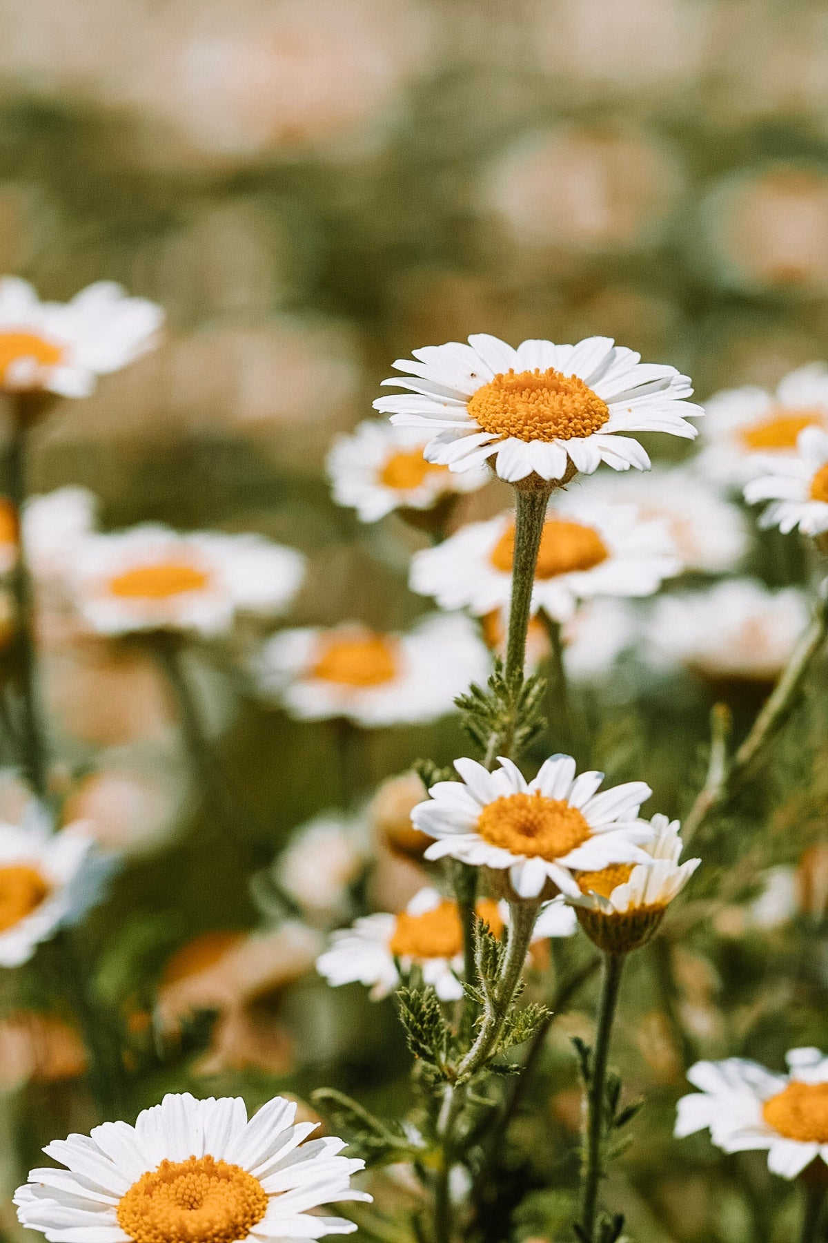 EKO Chamomile Hydrosol