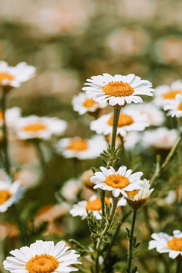 EKO Chamomile Hydrosol