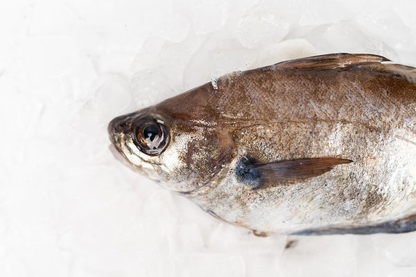 Galician hake