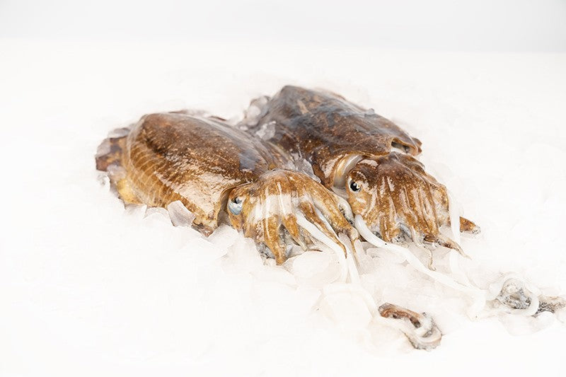 Choco gallego (sepia)