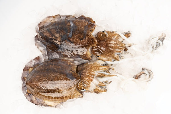 Choco gallego (sepia)