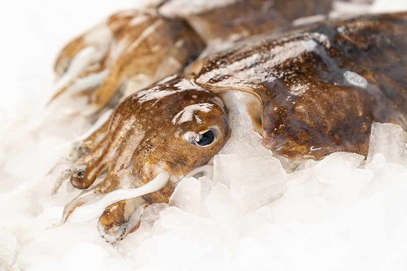 Choco gallego (sepia)