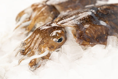 Choco gallego (sepia)