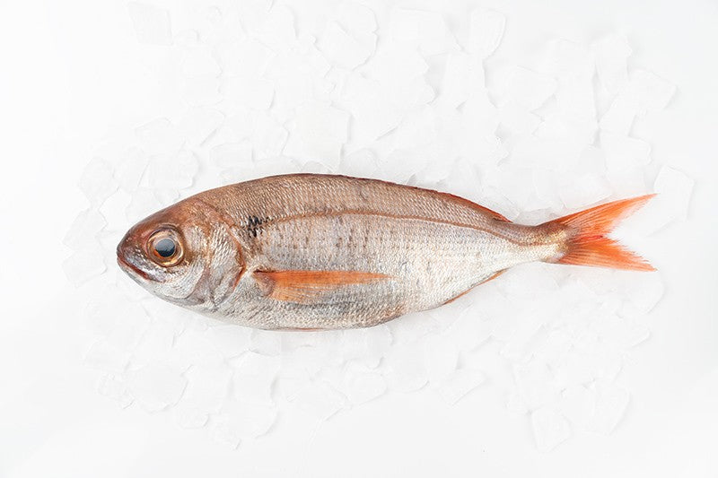 Galician Bream (Ollomol)