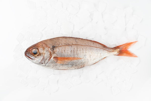 Galician Bream (Ollomol)