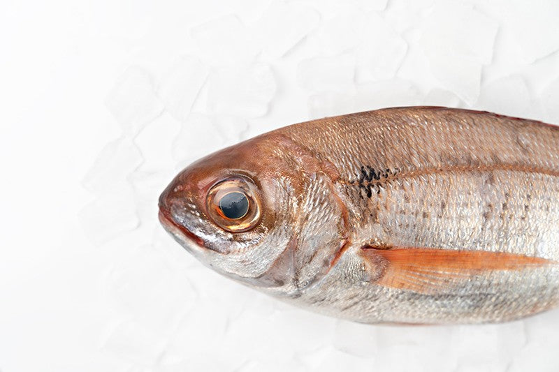 Galician Bream (Ollomol)
