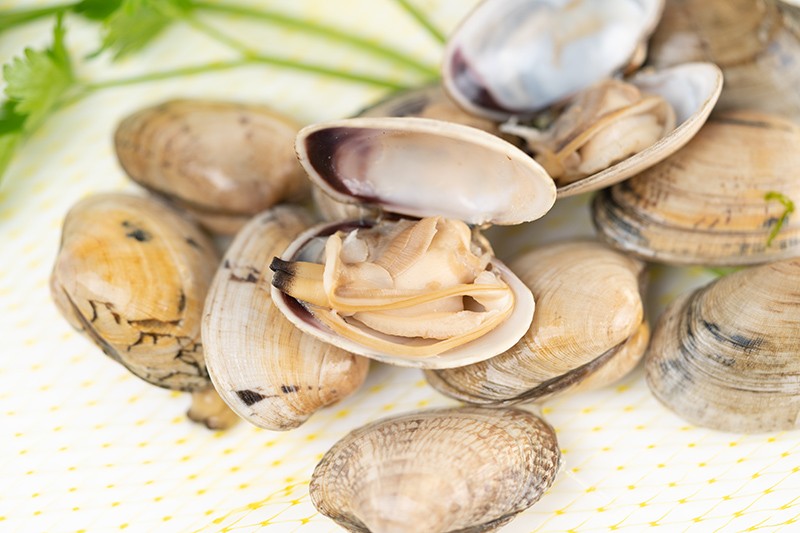 Almeja Babosa Gallega