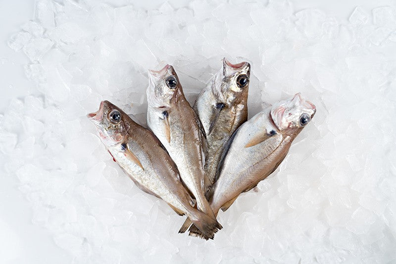 Galician hake