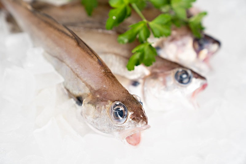 Galician hake