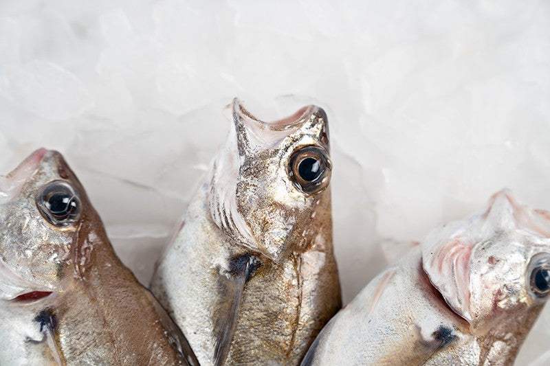 Galician hake