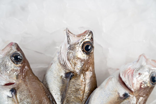 Galician hake