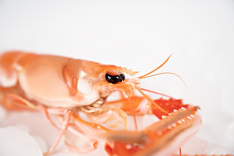 Lobster tail