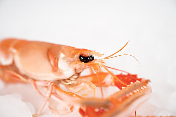 Lobster tail