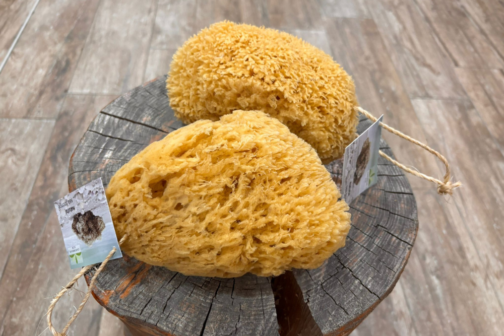 Sea Sponge for Body 14 - 15 cm