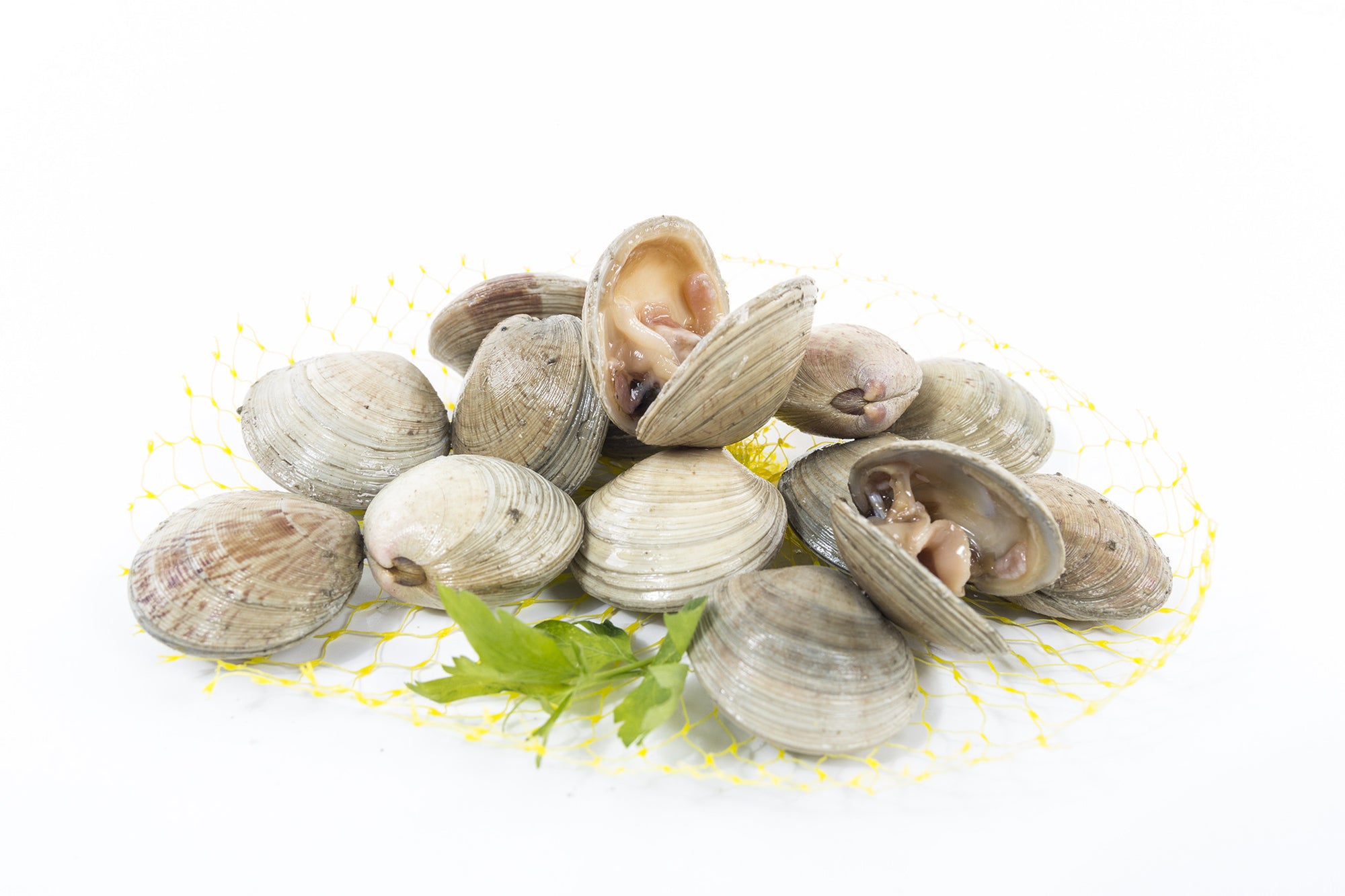Chirla Clam