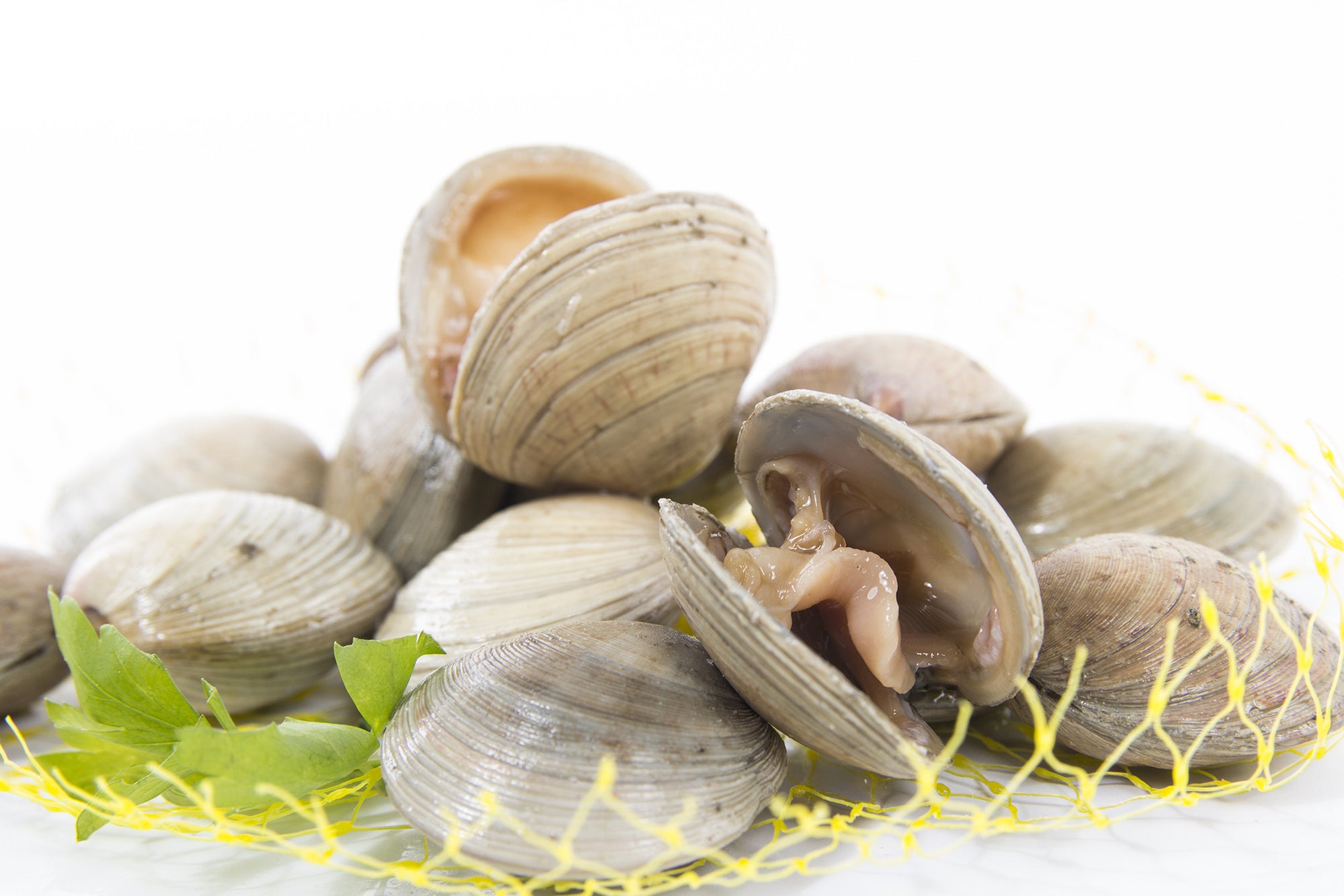 Chirla Clam