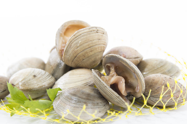 Chirla Clam