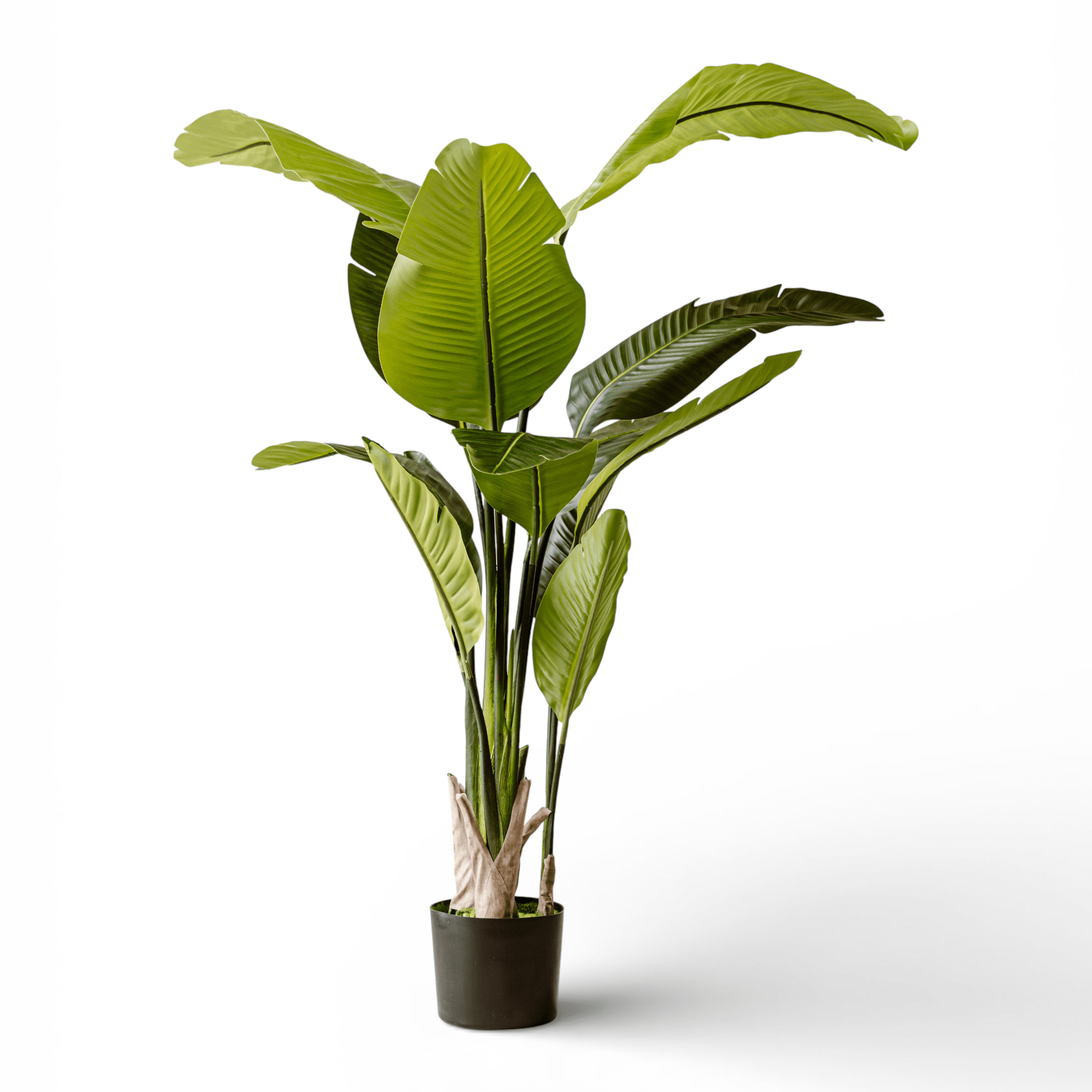 Indore Silva - Kunstplant Strelitzia - 160cm - Levertijd 3-5 dagen