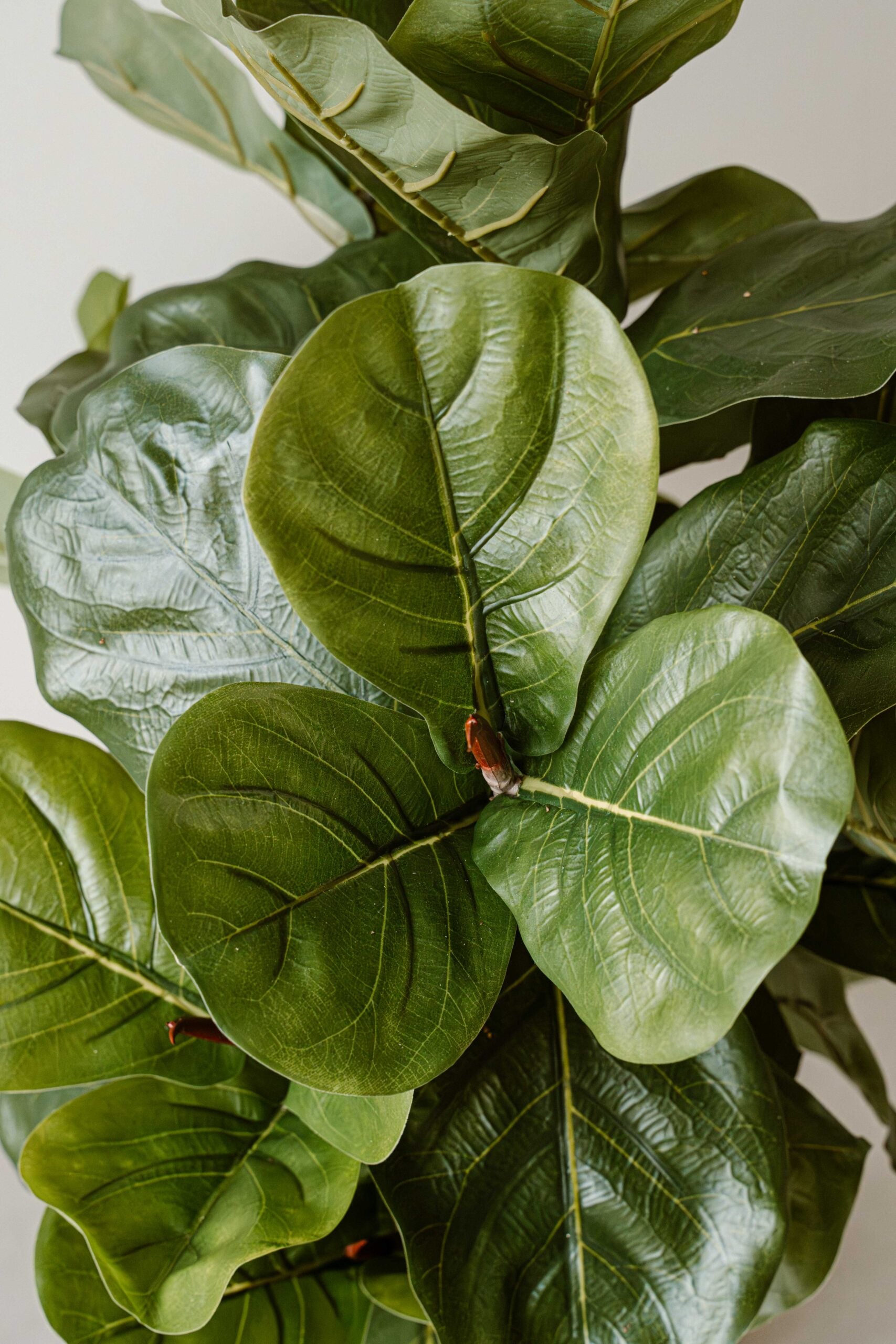 Kunstplant Vijg 90 cm (Ficus) - Compacte Realistische Kunstplant - Indore Home