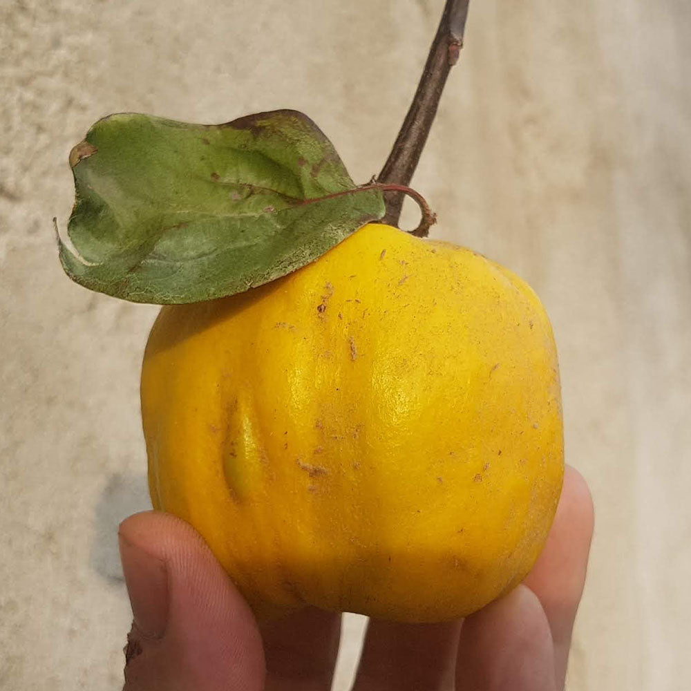 Quince Cheese